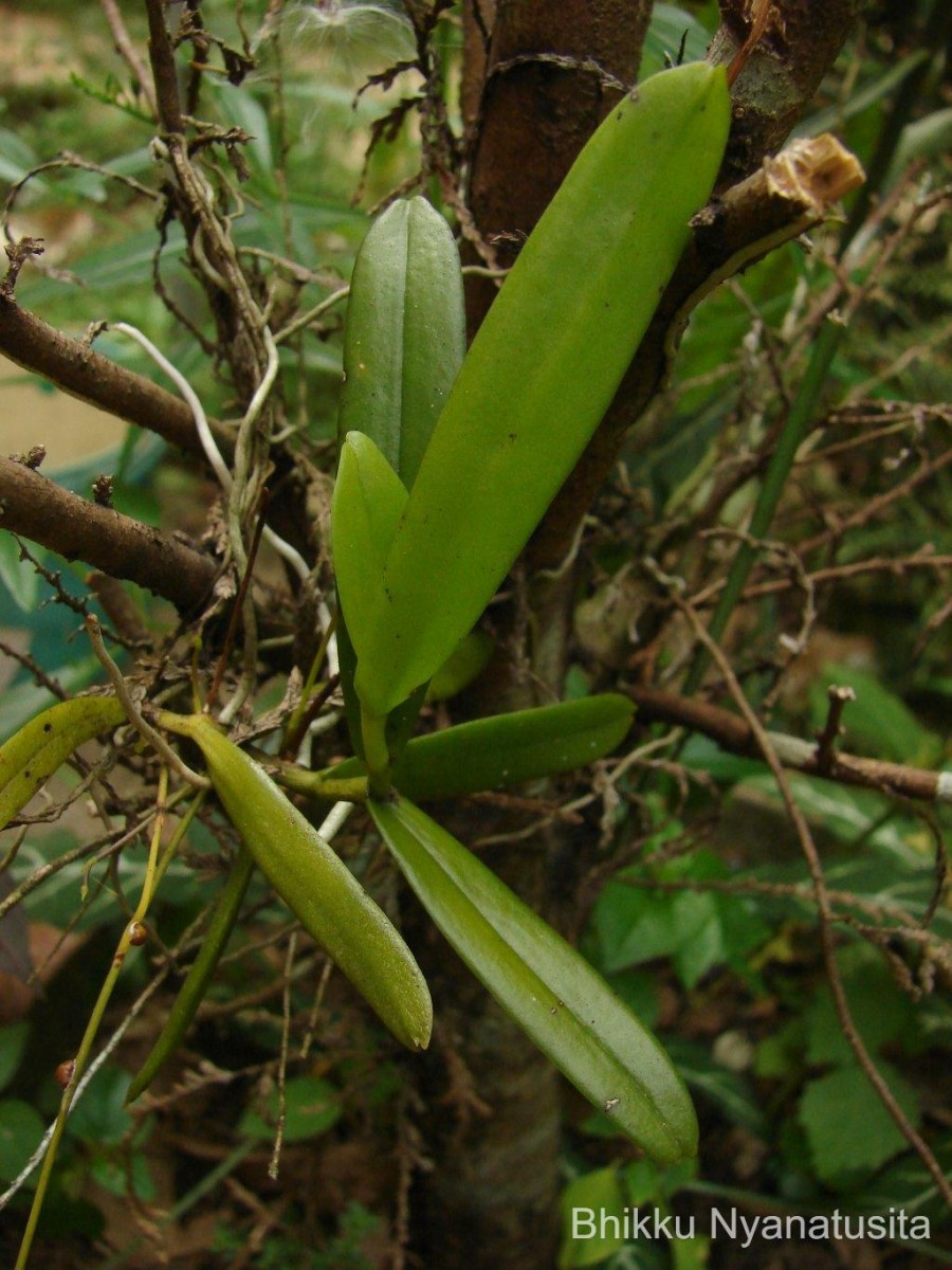 Thrixspermum pulchellum (Thwaites) Schltr.